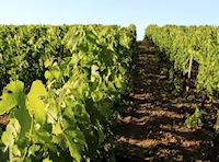 Un terroir de Bordeaux
