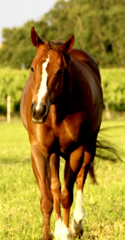 Tourisme equestre et chambres d'hôtes