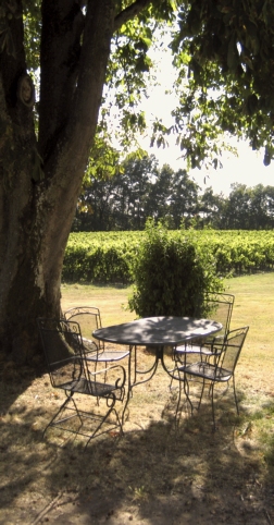 Calme et sérénité sous un arbre vénérable