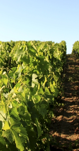 Gîte et vignoble dans le Bordelais
