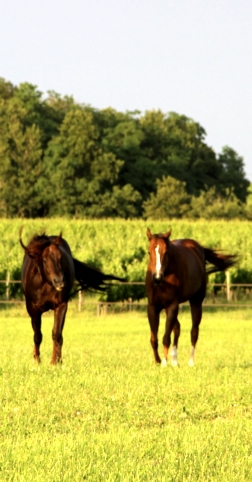 Pension de chevaux à la ferme